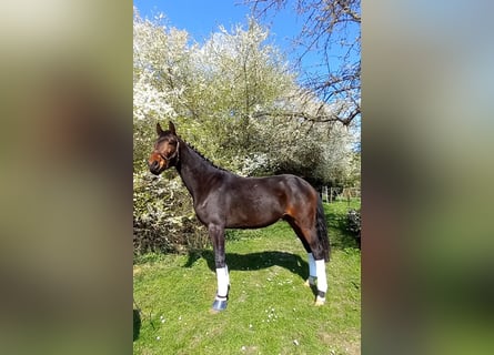 Oldenburg, Gelding, 3 years, 16.3 hh, Bay-Dark