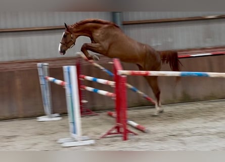 Oldenburg, Gelding, 3 years, 16.3 hh