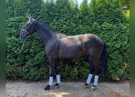 Oldenburg, Gelding, 3 years, 16 hh, Black