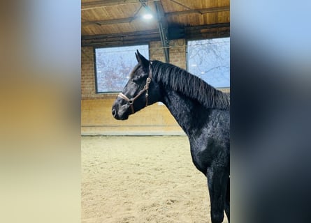 Oldenburg, Gelding, 3 years, 16 hh, Black
