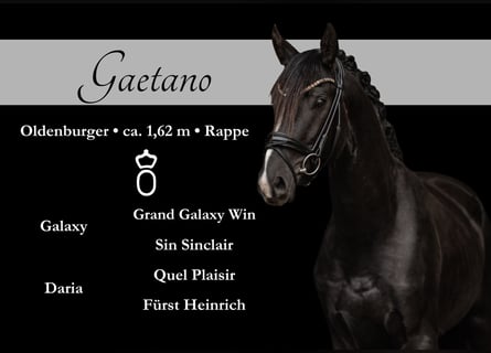 Oldenburg, Gelding, 3 years, 16 hh, Black