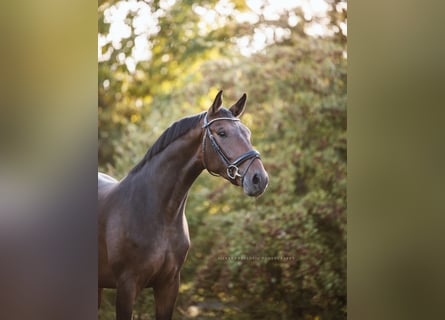 Oldenburg, Gelding, 3 years, 16 hh, Brown