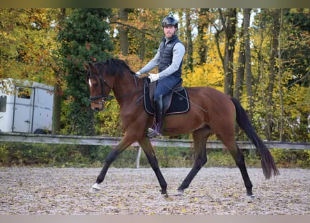 Oldenburg, Gelding, 3 years, 16 hh, Brown