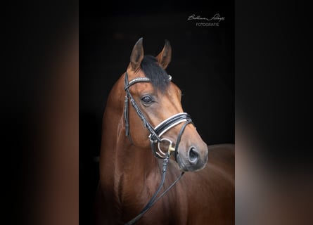 Oldenburger, Wallach, 3 Jahre, 16 hh, Brauner