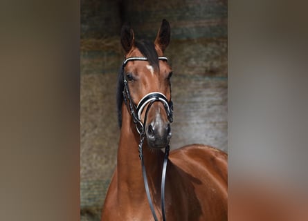 Oldenburg, Gelding, 3 years, 16 hh, Brown