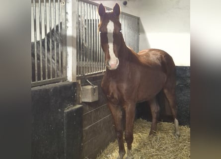 Oldenburg, Gelding, 3 years, 16 hh, Chestnut