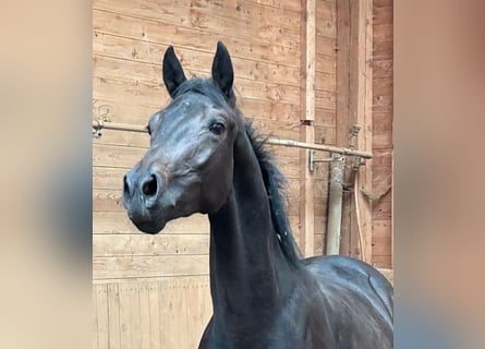 Oldenburg, Gelding, 3 years, 16 hh, Smoky-Black