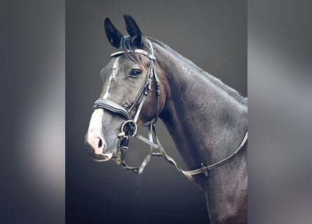 Oldenburg, Gelding, 3 years, 16 hh, Smoky-Black