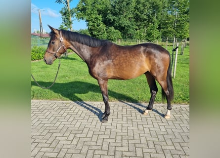 Oldenburg, Gelding, 3 years, 16 hh, Smoky-Black