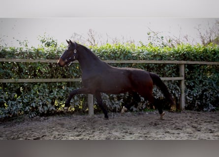 Oldenburg, Gelding, 3 years, 16,1 hh, Bay-Dark