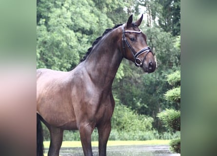 Oldenburg, Gelding, 3 years, 16,1 hh, Bay-Dark