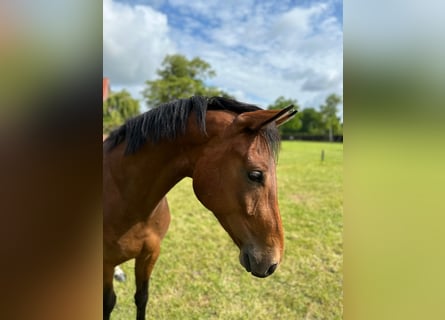 Oldenburg, Gelding, 3 years, 16,1 hh, Brown