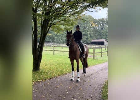 Oldenburg, Gelding, 3 years, 16,1 hh, Brown