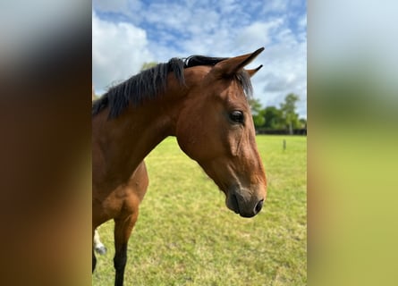 Oldenburg, Gelding, 3 years, 16,1 hh, Brown