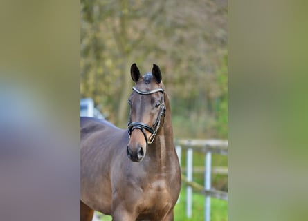 Oldenburg, Gelding, 3 years, 16,1 hh, Brown