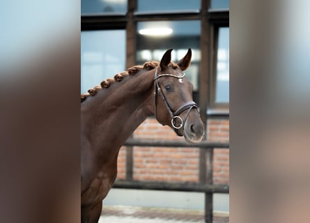 Oldenburg, Gelding, 3 years, 16,1 hh, Chestnut