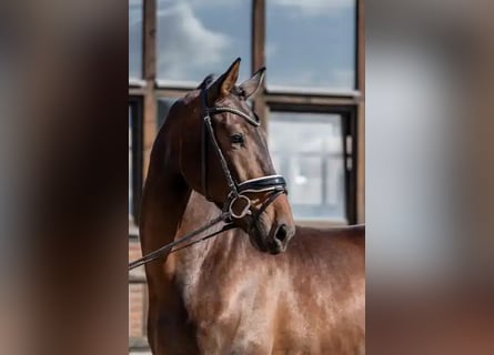 Oldenburg, Gelding, 3 years, 16,2 hh, Bay-Dark