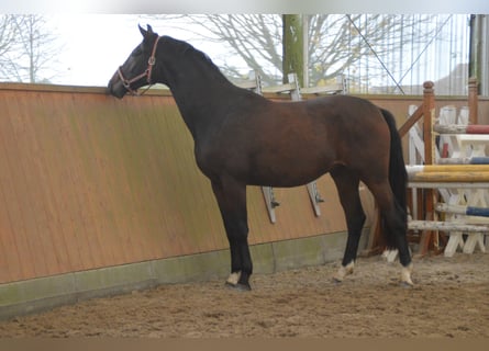 Oldenburg, Gelding, 3 years, 16,2 hh, Bay-Dark Oldenburg, Gelding, 3 years, 16,2 hh, Bay-Dark