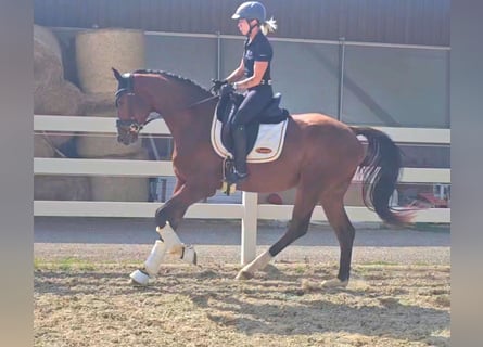 Oldenburg, Gelding, 3 years, 16,2 hh, Brown