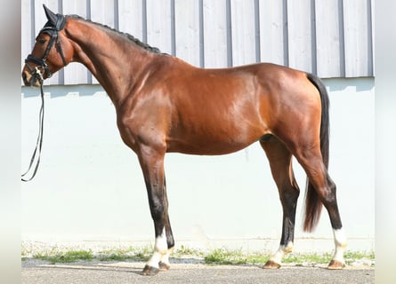 Oldenburg, Gelding, 3 years, 16,2 hh, Brown