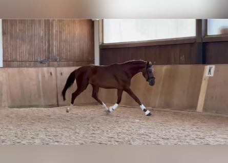 Oldenburg, Gelding, 3 years, 16,2 hh, Chestnut