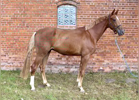 Oldenburg, Gelding, 3 years, 16,2 hh, Chestnut-Red