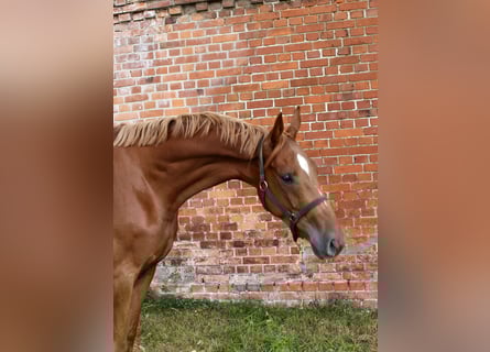 Oldenburg, Gelding, 3 years, 16,2 hh, Chestnut-Red