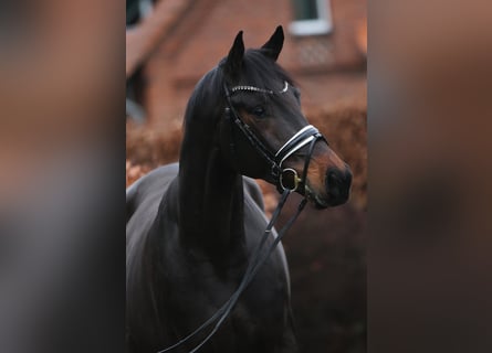 Oldenburg, Gelding, 3 years, 16,2 hh, Smoky-Black