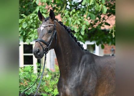 Oldenburg, Gelding, 3 years, 17 hh, Bay-Dark