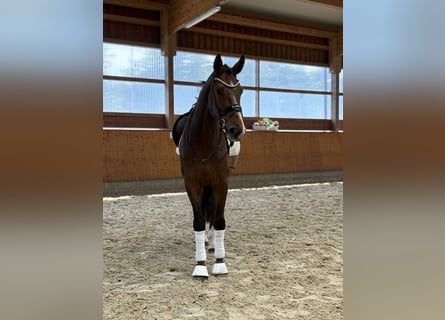 Oldenburg, Gelding, 3 years, 17 hh, Bay-Dark