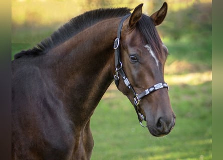 Oldenburg, Gelding, 3 years, 17 hh, Bay-Dark