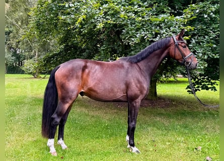 Oldenburg, Gelding, 3 years, 17 hh, Bay-Dark