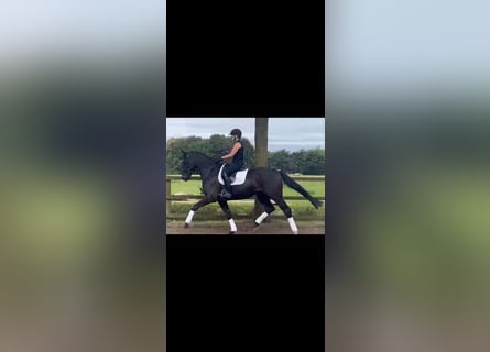 Oldenburg, Gelding, 3 years, 17 hh, Black