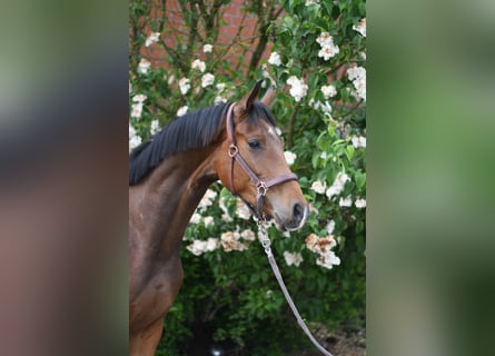 Oldenburg, Gelding, 3 years, 17 hh, Brown