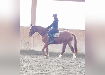 Oldenburg, Gelding, 3 years, Chestnut-Red