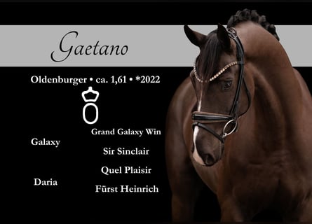 Oldenburg, Gelding, 4 years, 15.3 hh, Smoky-Black