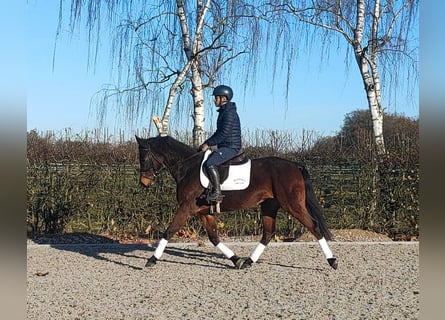 Oldenburg, Gelding, 4 years, 16,1 hh, Bay-Dark