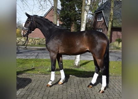 Oldenburg, Gelding, 4 years, 16.1 hh, Bay-Dark