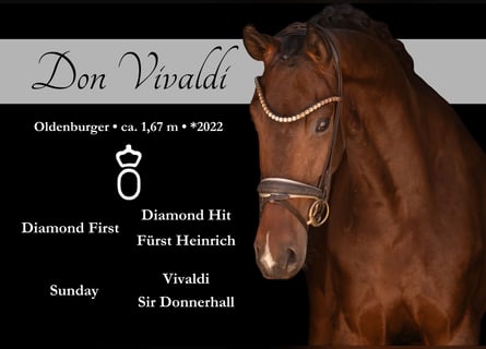 Oldenburg, Gelding, 4 years, 16.1 hh, Bay-Dark