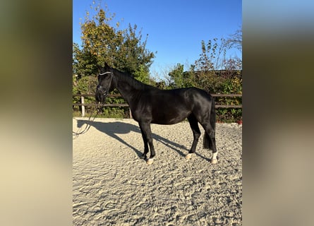 Oldenburger, Wallach, 4 Jahre, 16,1 hh, Rappe