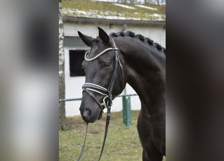 Oldenburg, Gelding, 4 years, 16,1 hh, Black