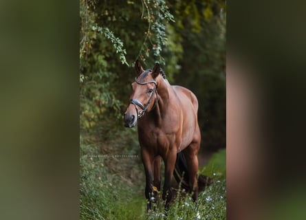 Oldenburger, Wallach, 4 Jahre, 16,1 hh, Brauner