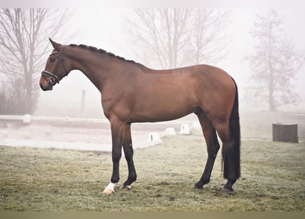 Oldenburg, Gelding, 4 years, 16,1 hh, Brown