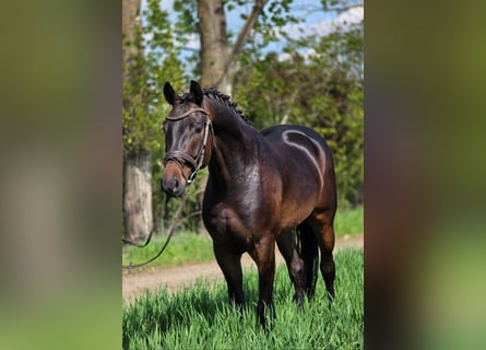 Oldenburg, Gelding, 4 years, 16.1 hh, Brown