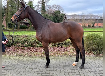 Oldenburg, Gelding, 4 years, 16,1 hh, Brown