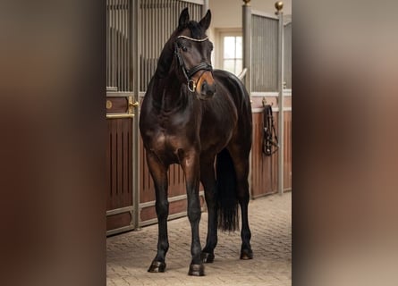 Oldenburg, Gelding, 4 years, 16.1 hh, Brown