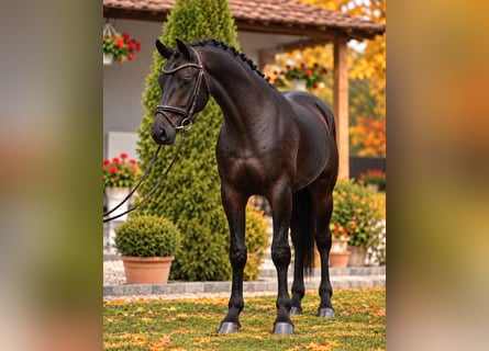 Oldenburg, Gelding, 4 years, 16.1 hh, Brown