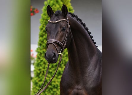 Oldenburg, Gelding, 4 years, 16.1 hh, Brown