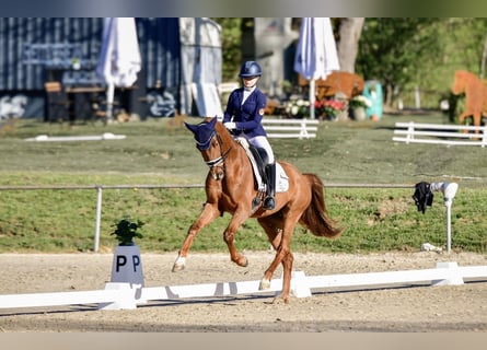Oldenburg, Gelding, 4 years, 16.1 hh, Chestnut