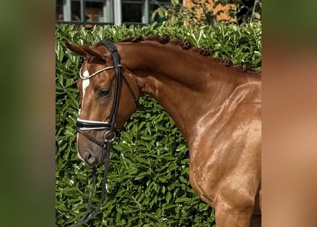 Oldenburg, Gelding, 4 years, 16.1 hh, Chestnut-Red